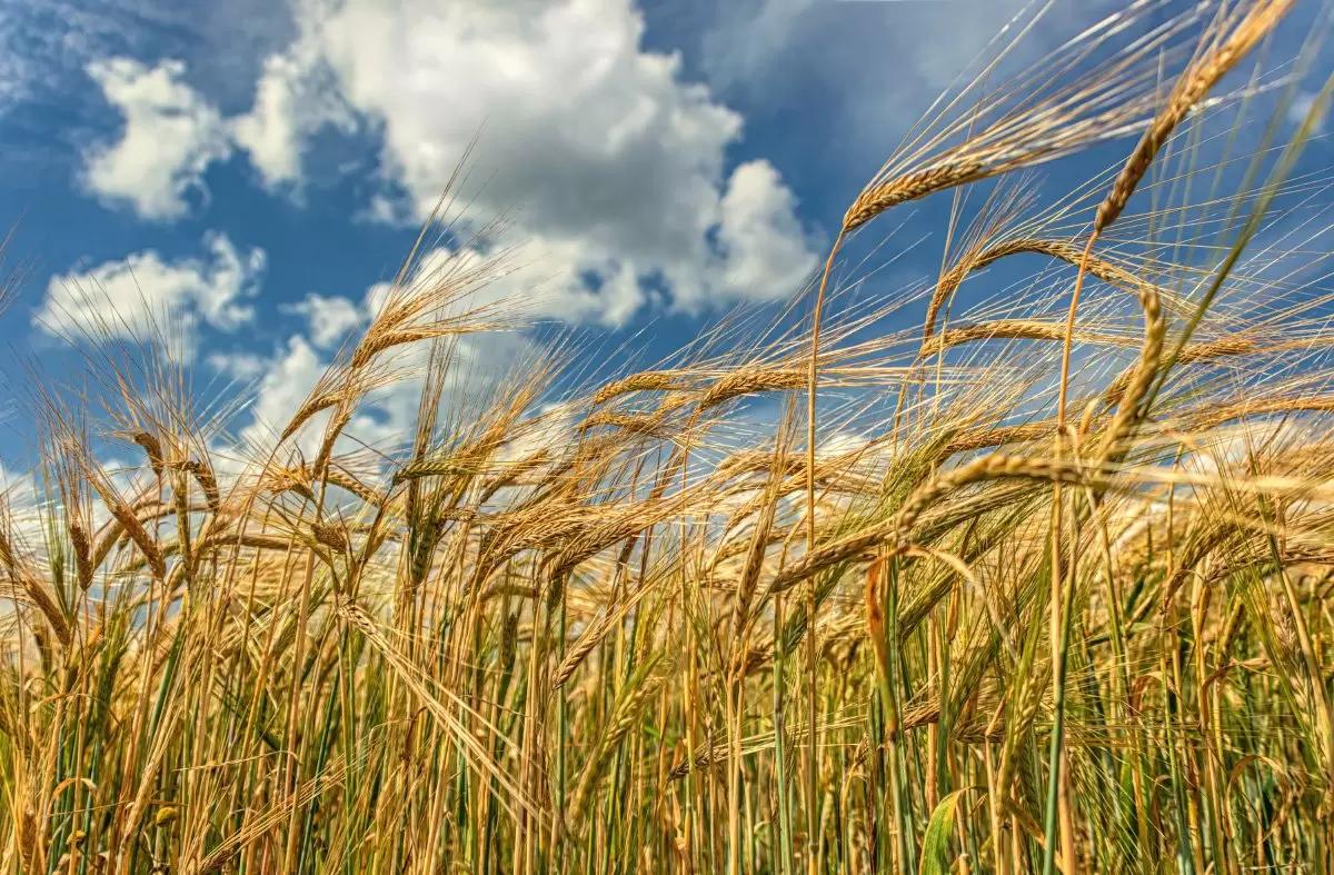 Рынок ржи в России устойчиво сокращается