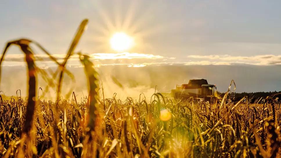 Минэкономразвития прорабатывает вопрос увеличения квоты на экспорт зерна
