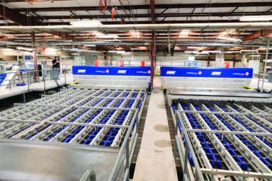 Новая технология сортировки и упаковки черешни