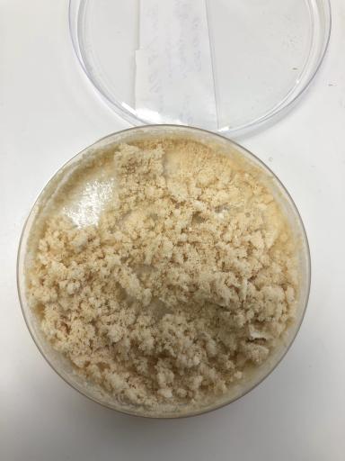 Сухая форма биологических фунгицидов. Современные реалии рынка 