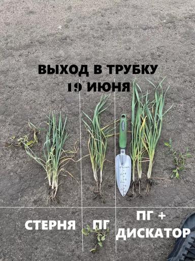 Результаты эксперимента по видам обработки зяби