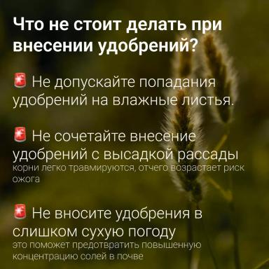 🔥 Топ-ошибок при внесении удобрений: как не навредить урожаю