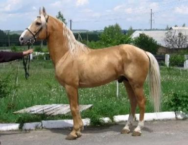 Торийская порода лошадей 