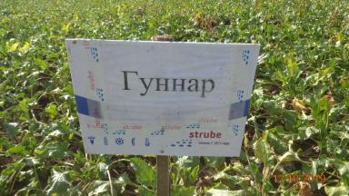 Сравнение гибридов сахарной свеклы