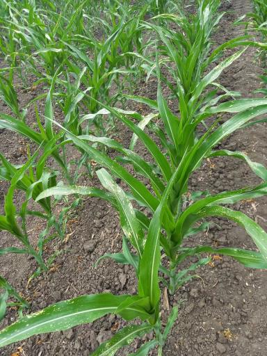 Что с кукурузой?