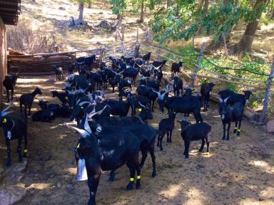 Верата - порода коз