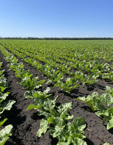 РАЦИОНАЛЬНЫЙ ПОДХОД К ВЫРАЩИВАНИЮ САХАРНОЙ СВЕКЛЫ