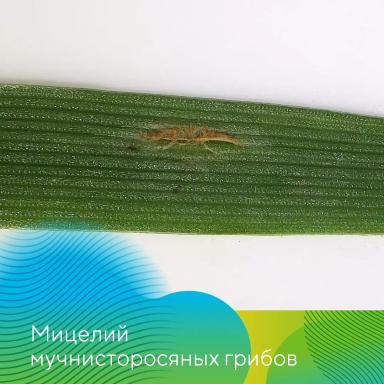 Осенний анализ семян