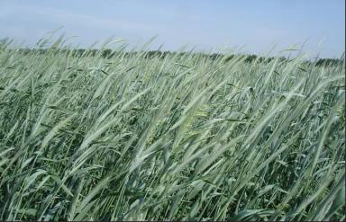 Подарок рожь озимая