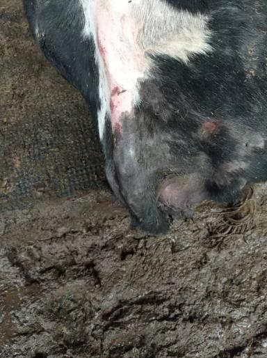 Вопросы из чатов: почему у коров выпадает шерсть?