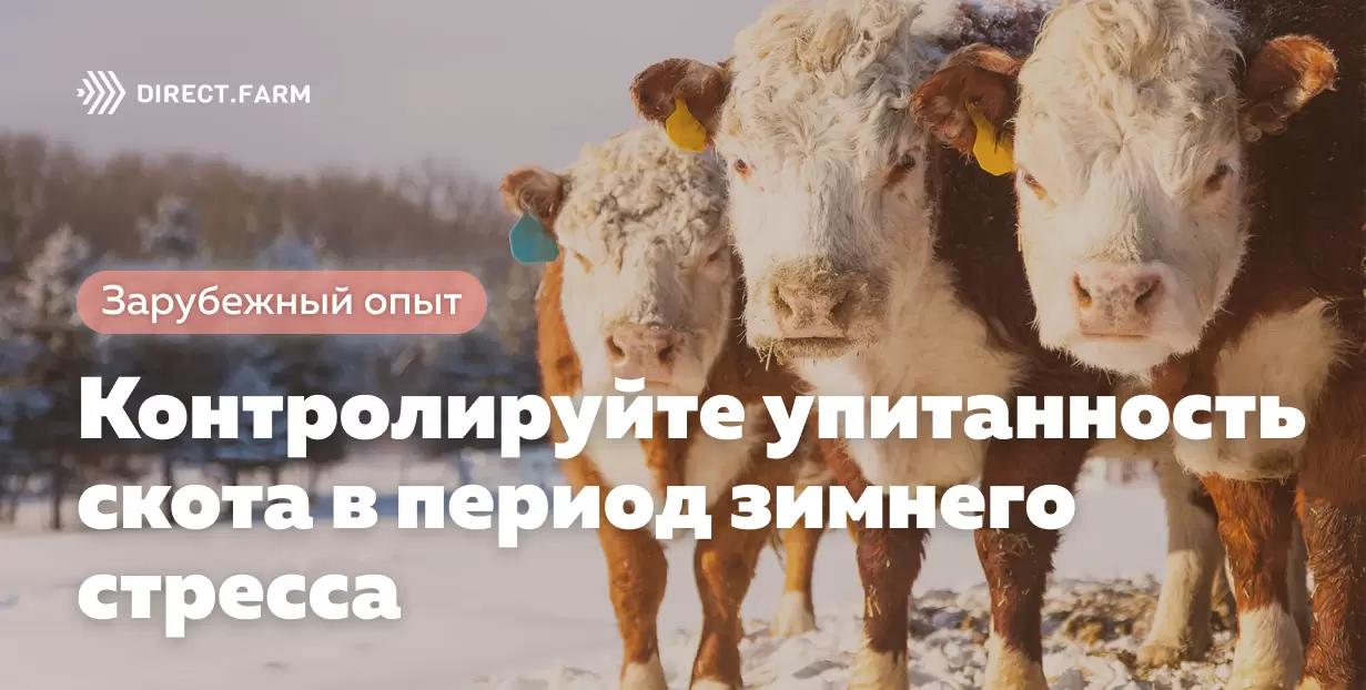 Контролируйте упитанность скота в период зимнего стресса