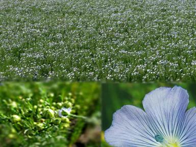 Даник сорт льна масличного