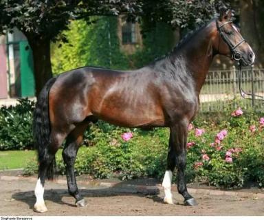 Вестфальская порода лошадей 