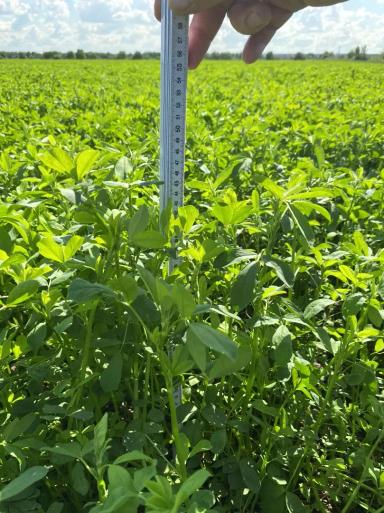 Качественный корм - качественная продукция🌱🐄🐃