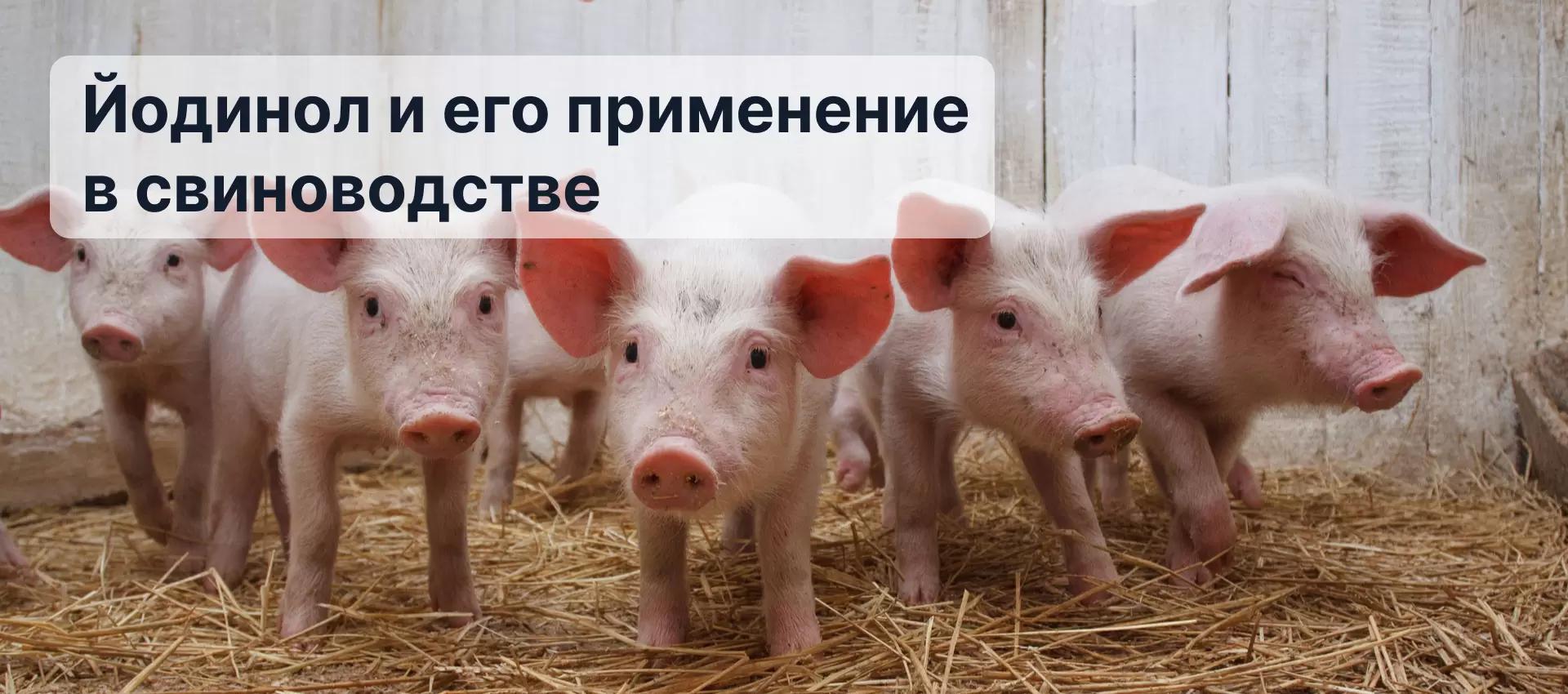 Йодинол и его применение в свиноводстве