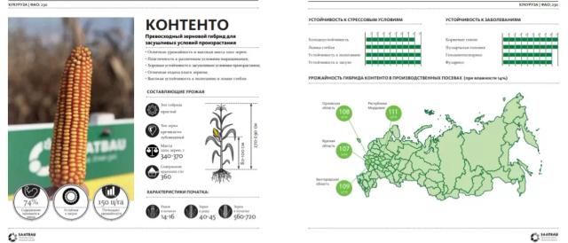 Контенто - гибрид кукурузы зерновой (Zea mays L.). Среднеранний ФАО 230.