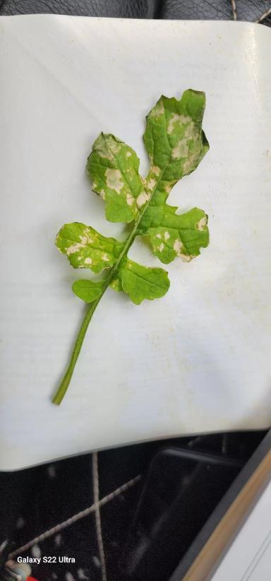 Какая болезнь или вредитель на горчице.