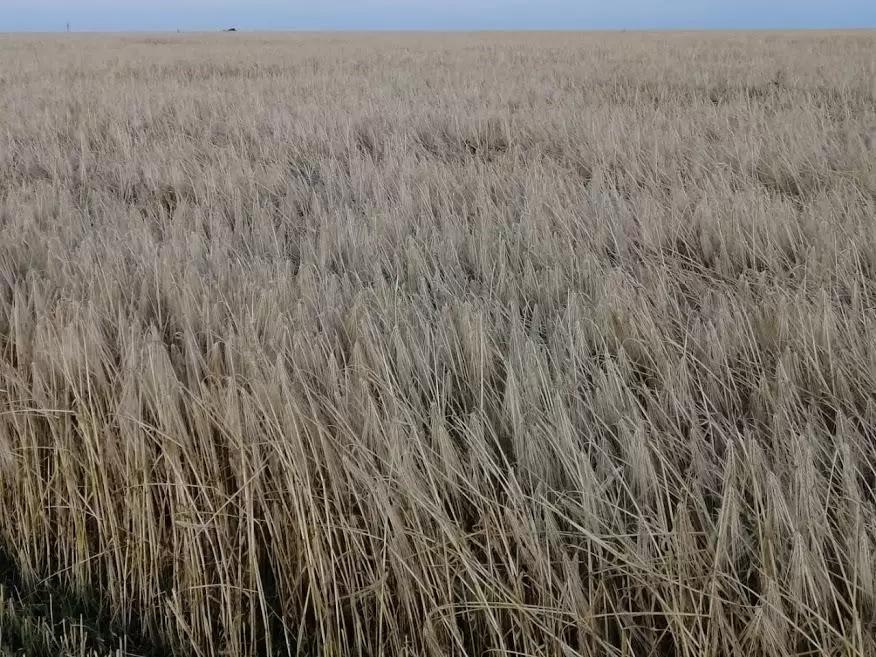 НОВОСТИ С ПОЛЕЙ