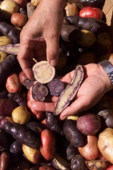 Мой друг Густаво