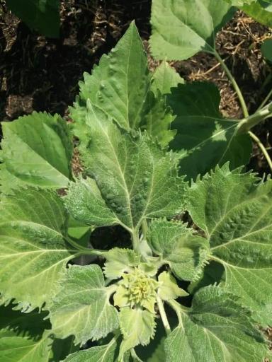 Заостренные листья подсолнечника