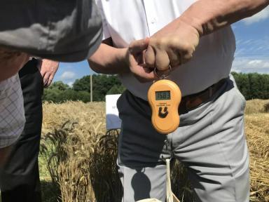 Результаты селекции озимой пшеницы ФИЦ “Немчиновка”