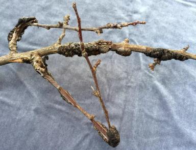 Черная узловатость косточковых культур