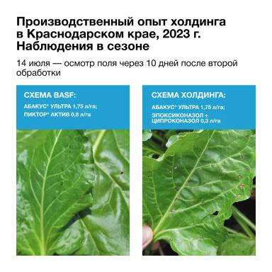 Защита, которая окупается сахаром