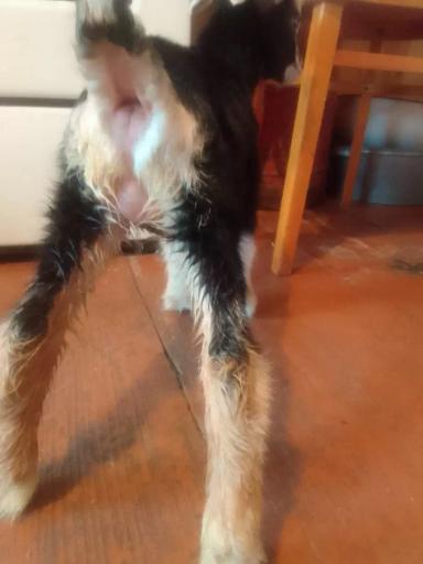 Проблемы с мочеиспусканием у недельной козочки