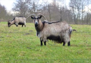 Датский ландрас - порода коз