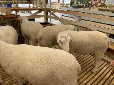 Ташлинская порода овец