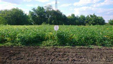 Чара  сорт сои