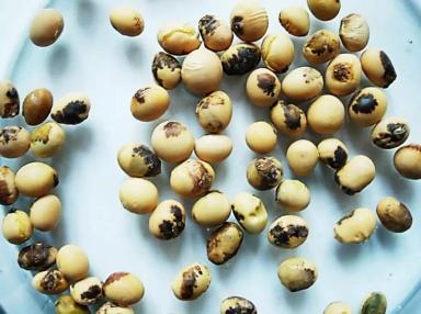 Бактериальный ожог сои