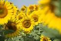 Комета - гибрид подсолнечника ( Helianthus annuus L.). Среднеранний.