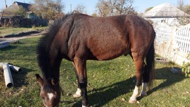 Вопросы из чатов: почему лошадь угнетена?