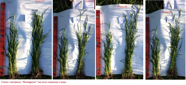 Метод предпосевной обработки семян оптическим когерентным излучением