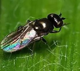 Угроза: Шведская муха