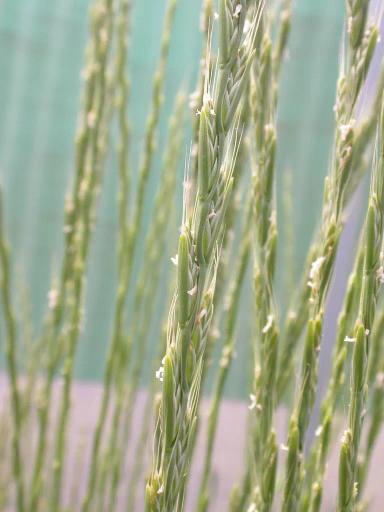 Плевел опьяняющий