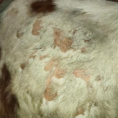 Вопросы из чатов: от чего у коров поражения кожи?