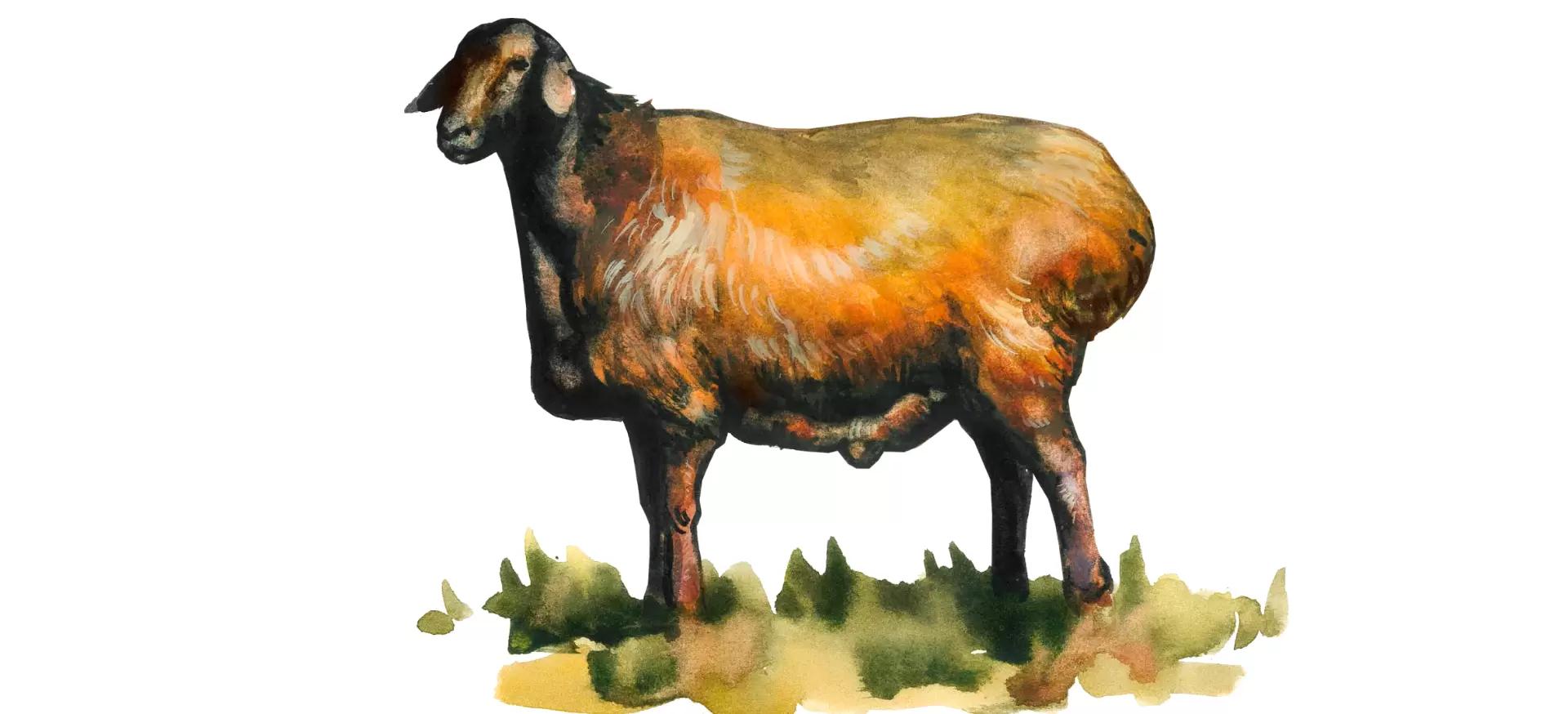 Ордабасинская порода овец