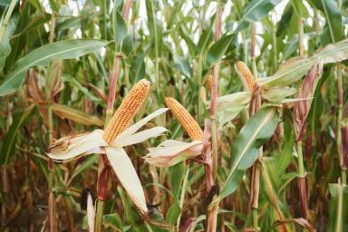 Фазы развития кукурузы. Внимание к деталям