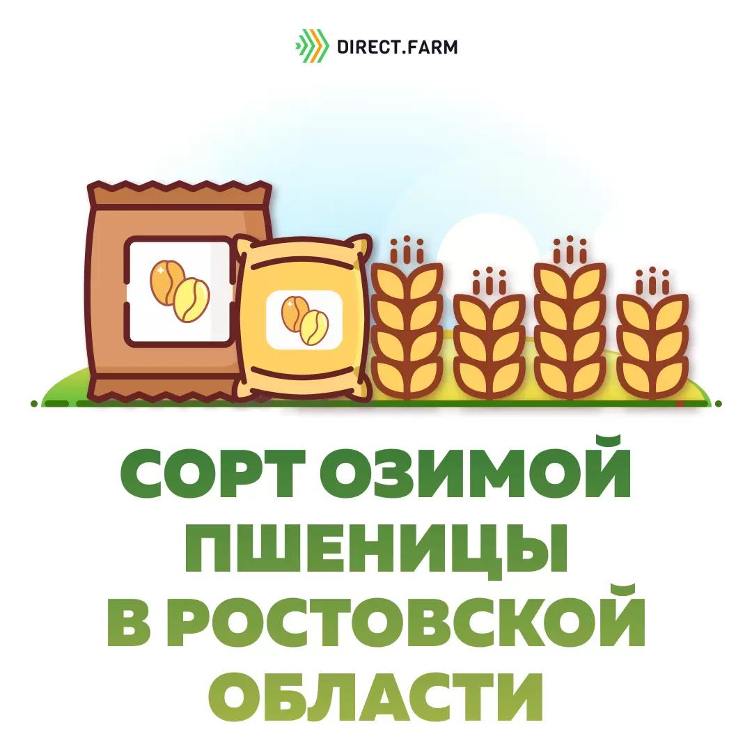  Какой выбрать сорт озимой пшеницы?