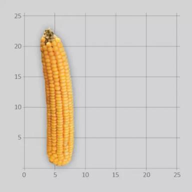 ЛГ 31235 гибрид кукурузы Лимагрейн