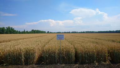 Ваня сорт мягкой озимой пшеницы