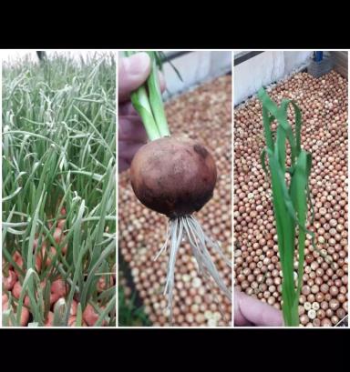 Заболело перо лука 😑