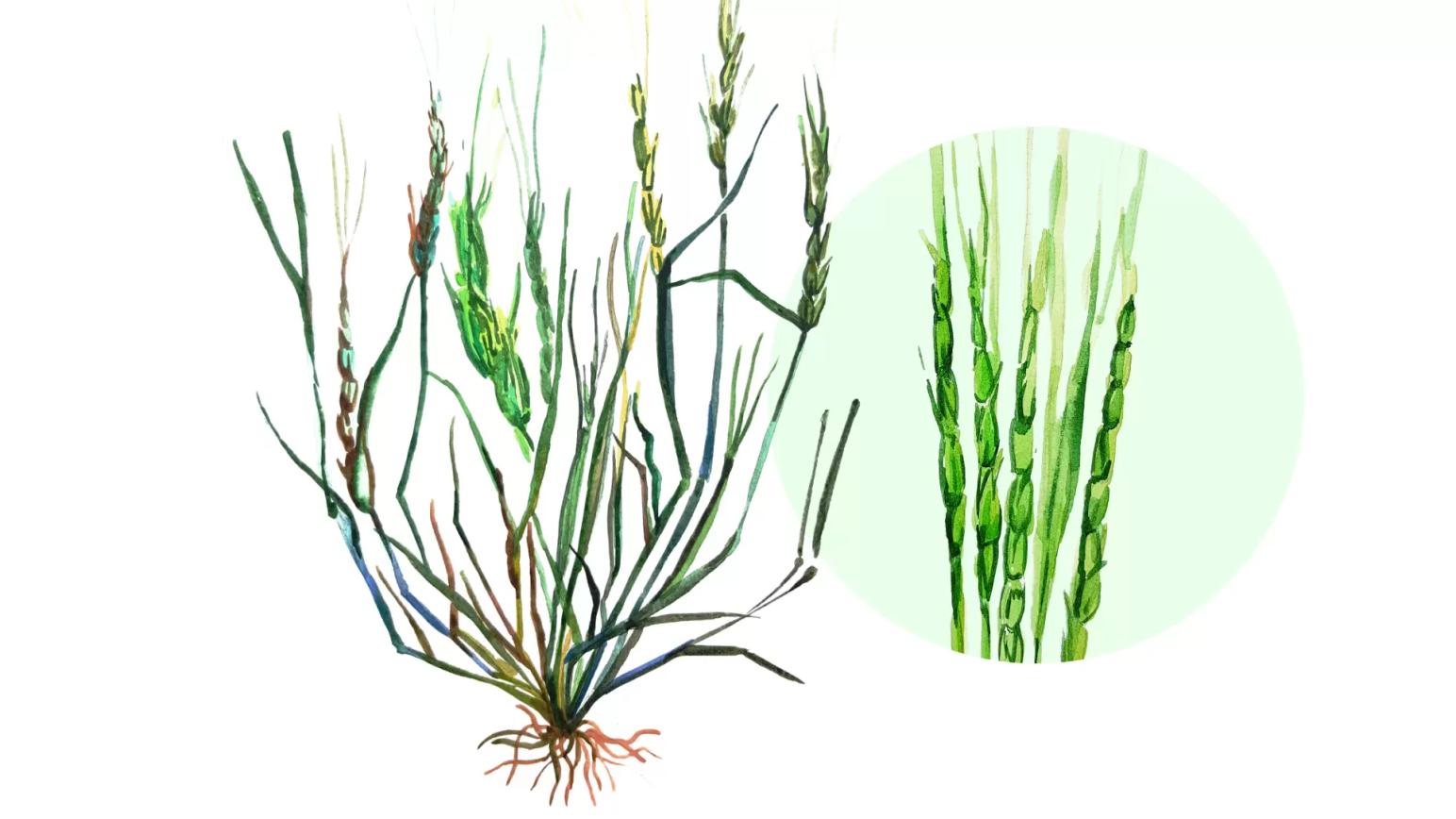 Эгилопс цилиндрический