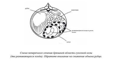 Харвуд – "Ветеринарное руководство по здоровью и благополучию коз". Гл. 7., ч. 1