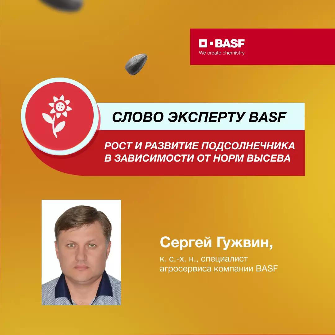 Рост и развитие подсолнечника в зависимости от норм высева