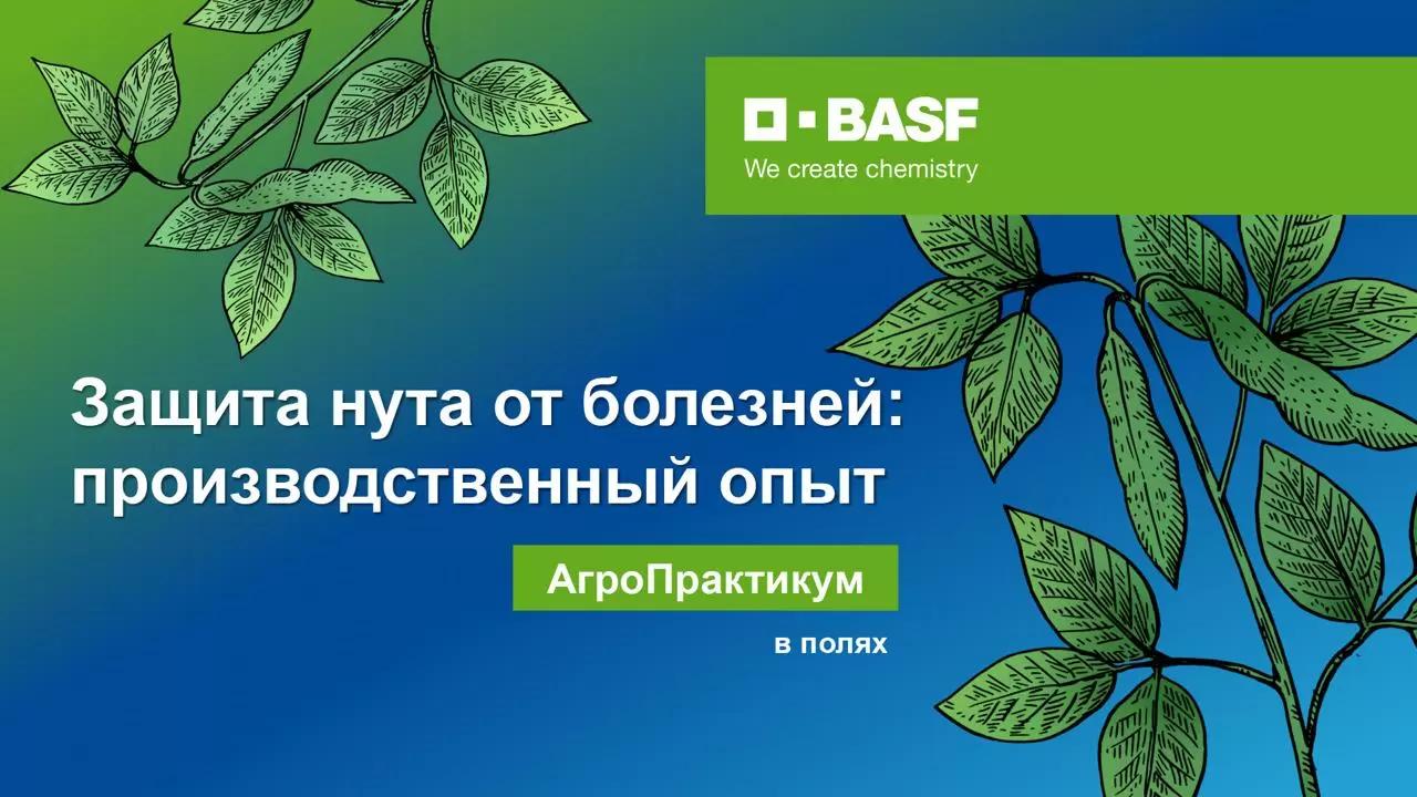 ⁉️ Аскохитоз против нута: кто победил?