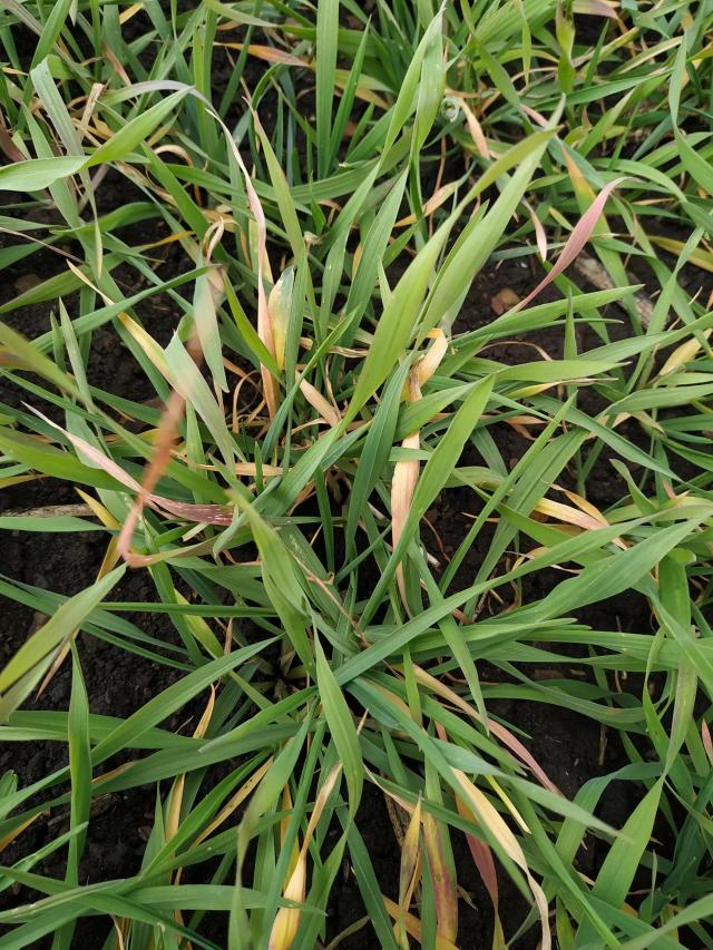 Что с озимой рожью?