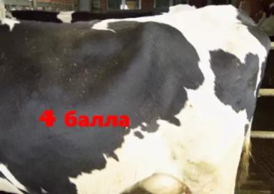 Балльная оценка наполненности рубца